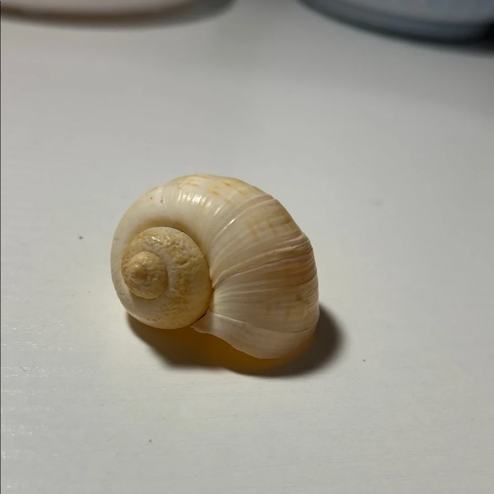 Natural Seashell Collection for Small Pets